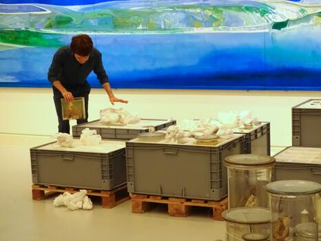 Conception d’une exposition temporaire sur la biodiversité urbaine au Musée Zoologique de Strasbourg - Photo : Simon Malivoire de Camas 