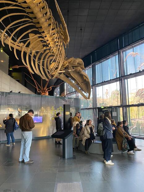 Muséum d’histoire naturelle , Toulouse - photo : Emilia Philippot / INP