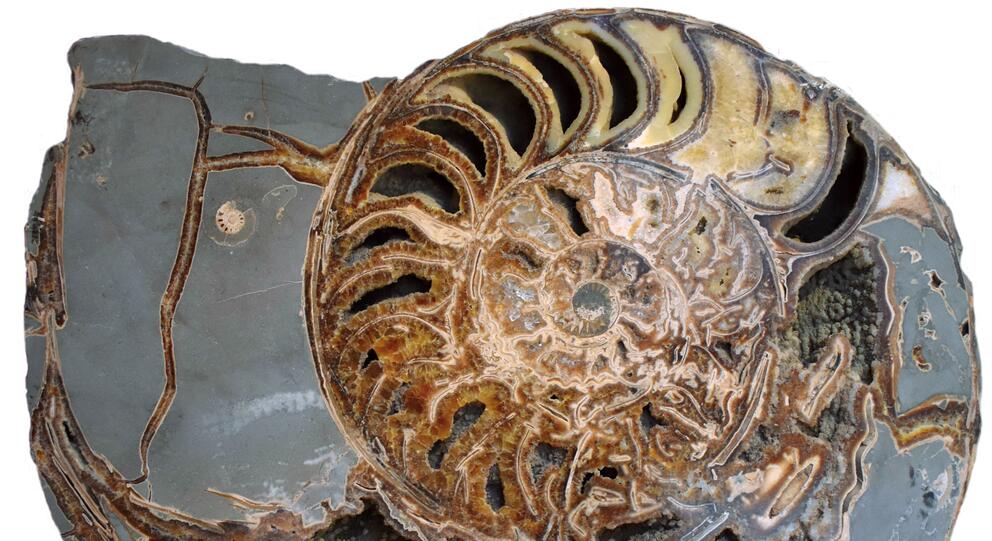 Journée d'études : Ammonite, azurite, rhyolite… Enjeux de la conservation-restauration des collections de sciences de la Terre - Photo : DR